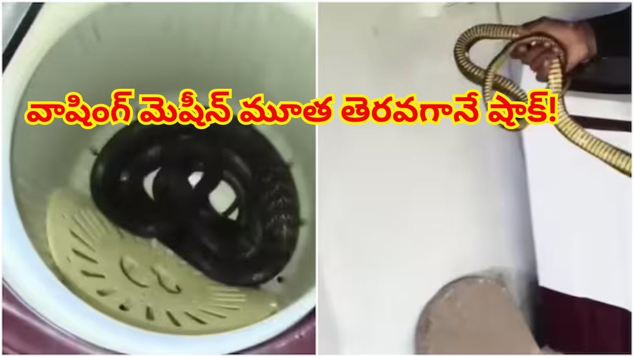 వాషింగ్ మెషీన్లో వింత శబ్ధాలు.. ఏంటా అని లోతుగా చూస్తే 7అడుగులుంది..?!