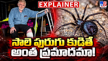 సాలె పురుగు కుడితే అంత ప్రమాదమా!