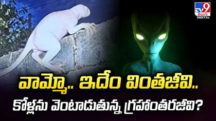 వామ్మో.. ఇదేం వింతజీవి.. కోళ్లను వెంటాడుతున్న గ్రహాంతరజీవి?