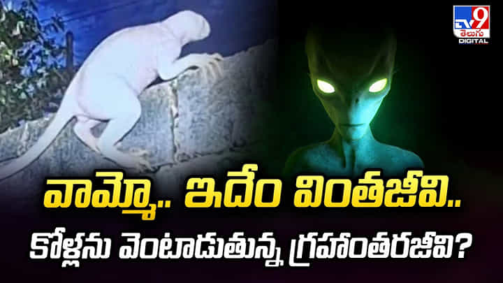 వామ్మో.. ఇదేం వింతజీవి.. కోళ్లను వెంటాడుతున్న గ్రహాంతరజీవి? వామ్మో.. ఇదేం వింతజీవి.. కోళ్లను వెంటాడుతున్న గ్రహాంతరజీవి?