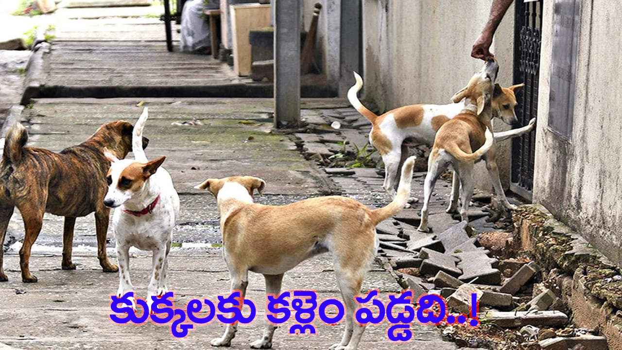 వారెవ్వా.. ఐడియా అదుర్స్..! కుక్కల బెడదతో విసిగిపోయిన గ్రామస్తులు.. ఏం చేశారో తెలుసా?