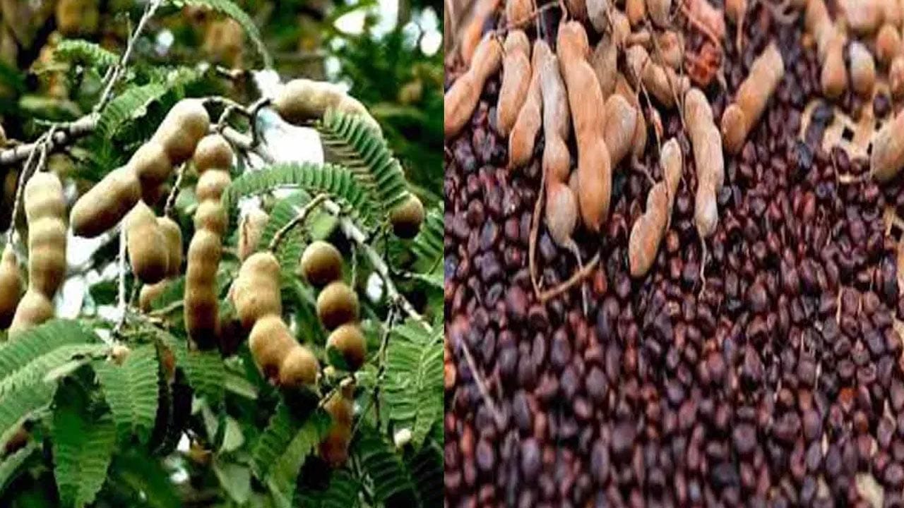 భారతీయ వంటకాల్లో చింతపండుకు ప్రత్యేక స్థానం ఉంది. పులుపు, రుచిని అందించే చింతపండు గుజ్జును ఉపయోగించిన తర్వాత చాలామంది దాని గింజలను చెత్తబుట్టలో పడేస్తుంటారు. కానీ, సాంప్రదాయ ఆయుర్వేదంలోనూ, ఆధునిక అధ్యయనాల్లోనూ చింత గింజల్లో అద్భుతమైన ఔషధ గుణాలు, పోషకాలు ఉన్నట్లు వెల్లడైంది.