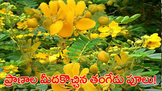 తంగేడు పువ్వులకు వెళ్లి.. తీవ్ర గాయాలతో తిరిగొచ్చి వ్యక్తి.. విషయం తెలిసి షాక్!