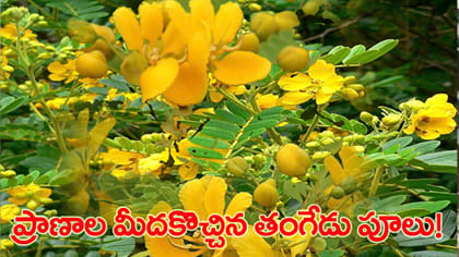 తంగేడు పువ్వులకు వెళ్లి.. తీవ్ర గాయాలతో తిరిగొచ్చి వ్యక్తి!