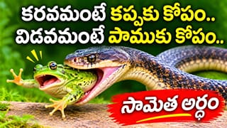 కరవమంటే కప్పకు కోపం.. విడవమంటే పాముకు కోపం.. సామెత అర్థం తెలుసా?