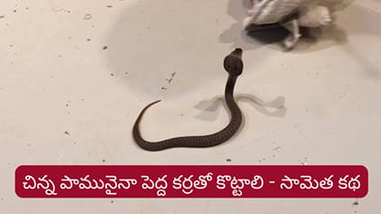 చిన్న పామునైనా పెద్ద కర్రతో కొట్టాలి..ఈ సామెత అర్థం తెలుసా..?