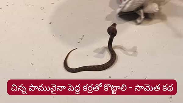 Telugu Proverb: చిన్న పామునైనా పెద్ద కర్రతో కొట్టాలి..ఈ సామెత అర్థం తెలుసా..?