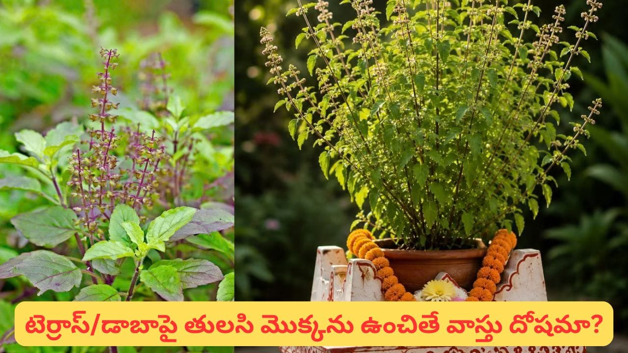 Tulsi Vastu: డాబాపై తులసి మొక్కను పెంచుతున్నారా? ఈ వాస్తు నియమాలు తప్పక తెలుసుకోండి!