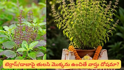 డాబాపై తులసి మొక్కను పెంచుతున్నారా? ఈ వాస్తు నియమాలు తెలుసుకోండి!