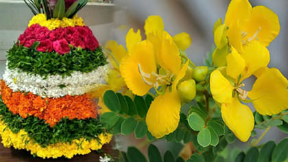తంగేడు పూలతో ఎన్నో ప్రయోజనాలు.. వారికి దివ్యఔషదం..!