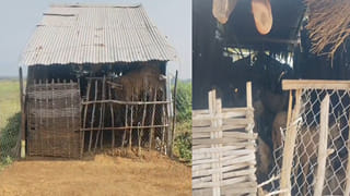 Andhra Pradesh: దసరా వస్తుందని ఇదేం పనిరా.. ఎవర్రా మీరంతా.. అసలు ఏంచేశారో తెలిస్తే..