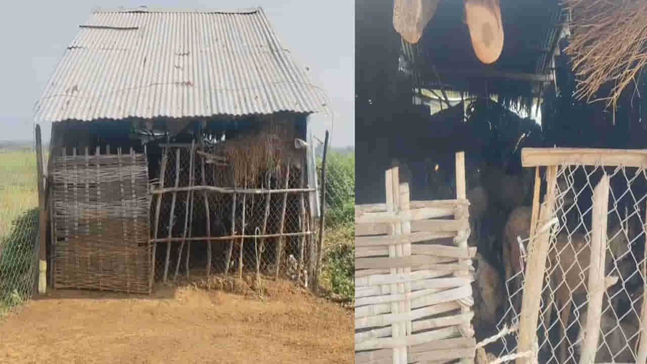 Andhra Pradesh: దసరా వస్తుందని ఇదేం పనిరా.. ఎవర్రా మీరంతా.. అసలు ఏంచేశారో తెలిస్తే..