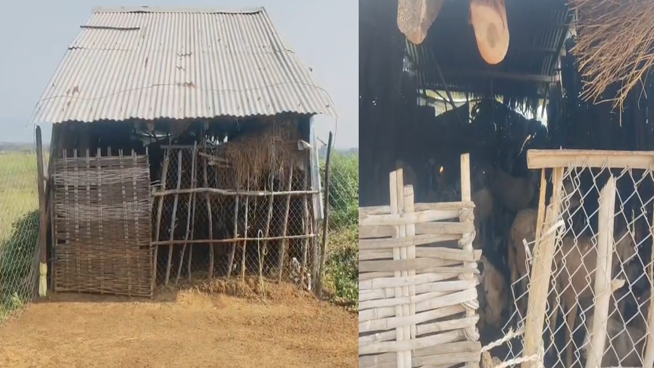 Andhra Pradesh: దసరా వస్తుందని ఇదేం పనిరా.. ఎవర్రా మీరంతా.. అసలు ఏంచేశారో తెలిస్తే..