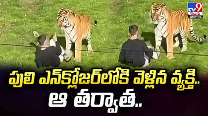 పులి ఎన్‌క్లోజర్‌లోకి వెళ్లిన వ్యక్తి.. ఆ తర్వాత..