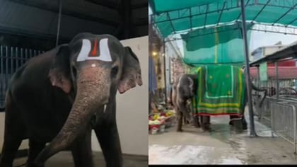 గజరాజు ఆక్రోషం.. ఒక్కసారిగా మావటిపైకి తిరగబడిన ఏనుగు