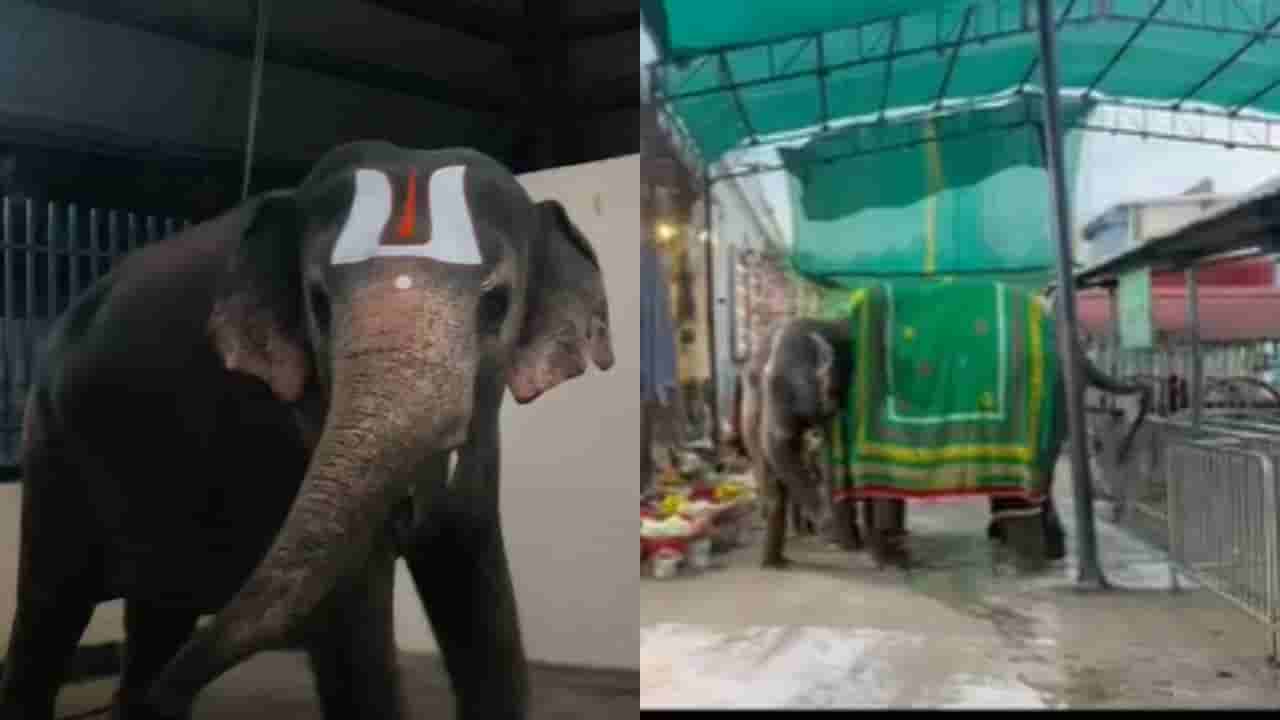Viral Video: గజరాజు ఆక్రోషం.. ఒక్కసారిగా మావటిపైకి తిరగబడిన ఏనుగు.. ఇదిగో వీడియో!