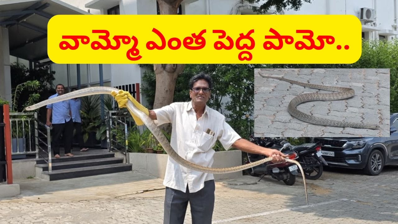 బాబోయ్.. ఎంత పెద్ద పామో.. గెస్ట్‌హౌస్‌ దగ్గర చివరకు ఏం జరిగిందంటే.. వీడియో