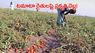 ఎల్‌నినోతో టమోటా రైతుల విలవిల.. ధర ఉన్నా.. ఎండల దెబ్బకు దిగుబడి ఢమాల్‌!