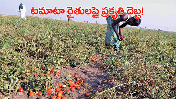ఎల్నినోతో టమోటా రైతుల విలవిల.. ధర ఉన్నా.. ఎండల దెబ్బకు దిగుబడి ఢమాల్!