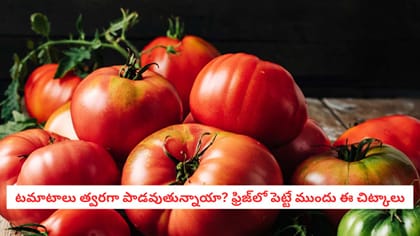  టమాటాలు త్వరగా పాడవుతున్నాయా? ఫ్రిజ్‌లో పెట్టే ముందు ఈ చిట్కాలు