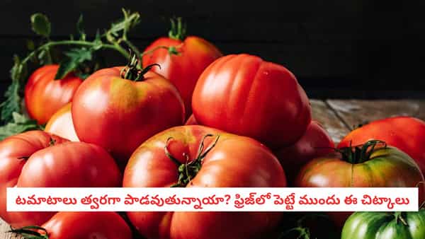 Tomato Storage: టమాటాలు కొన్న రోజుల్లోనే కుళ్లిపోతున్నాయా? ఎక్కువ రోజులు తాజాగా ఉండాలంటే ఇలా చేయండి!