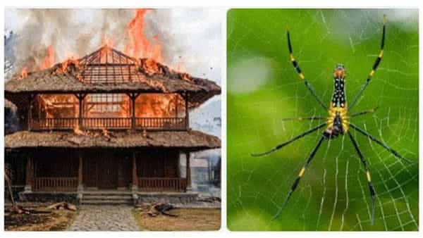 సాలీడుకి నిప్పు పెట్టబోయి.. రూ.కోటి విల్లా బూడిదపాలు!