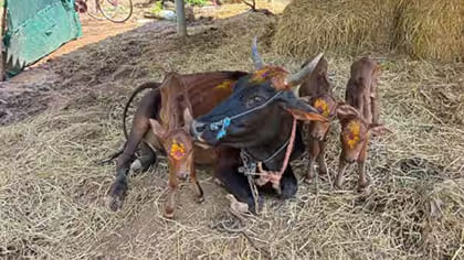 అరుదైన అద్భుతం.. ఒకే ఈతలో మూడు దూడలు..