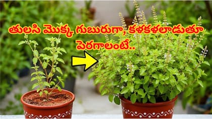 ఇంట్లోని తులసి మొక్క గుబురుగా, కళకళలాడుతూ పెరగాలా? ఈ చిట్కాలు!
