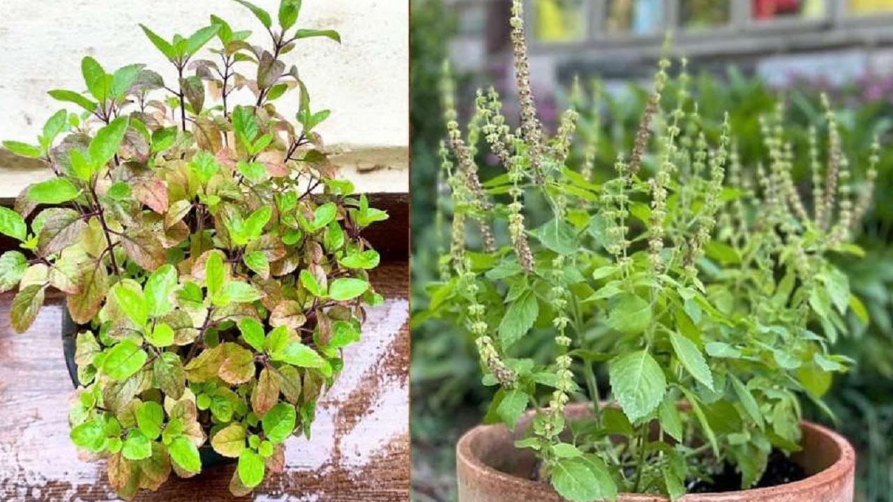 ఎండ, చలి నుంచి రక్షణ: అతిగా కాసే ఎండ మరియు విపరీతమైన చలి నుంచి తులసిని కాపాడుకోవాలి. మధ్యాహ్నం వేళల్లో వచ్చే తీవ్రమైన ఎండ తగలకుండా నీడ ఉండే చోట ఉంచాలి. అలాగే శీతాకాలంలో రాత్రి వేళల్లో మంచు లేదా చలి నుంచి రక్షించడానికి పల్చని గుడ్డతో కప్పడం మంచిది. ఈ చిన్న చిన్న జాగ్రత్తలను పాటించడం ద్వారా మీ ఇంట్లోని తులసి మొక్క ఎప్పటికీ పచ్చగా, గుబురుగా మరియు ఆరోగ్యంగా పెరుగుతుంది.