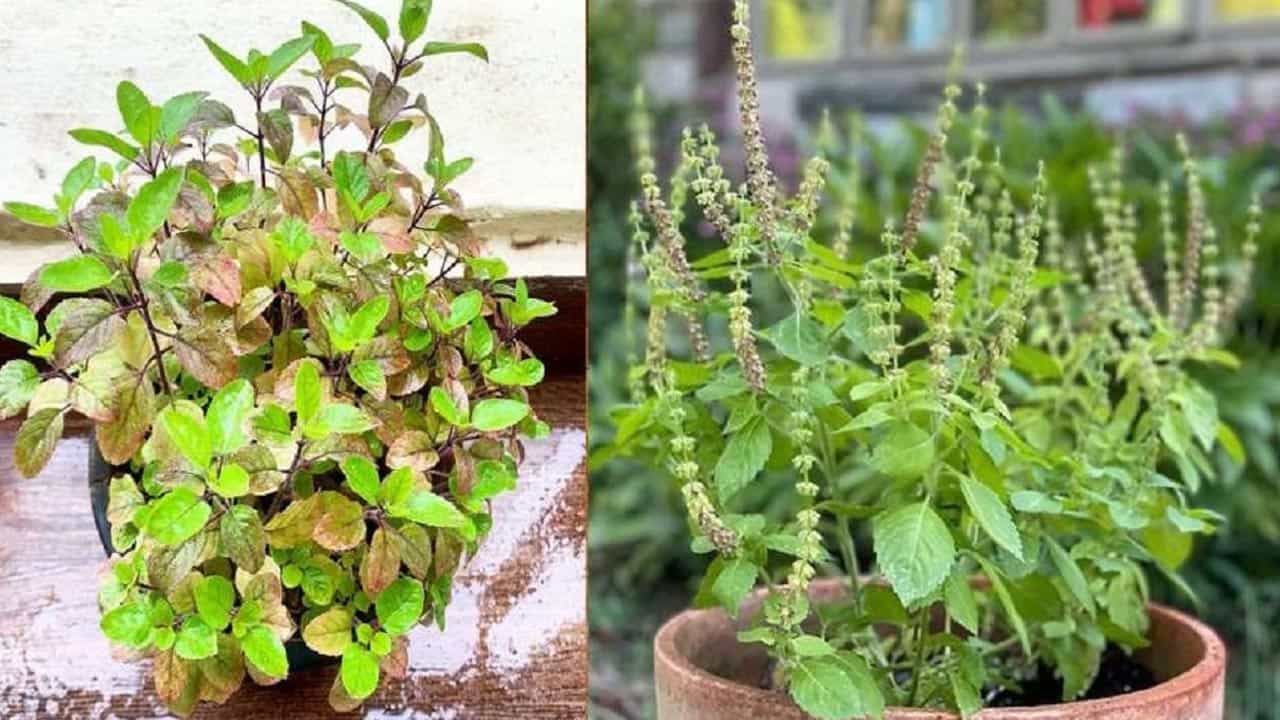 ఎండ, చలి నుంచి రక్షణ: అతిగా కాసే ఎండ మరియు విపరీతమైన చలి నుంచి తులసిని కాపాడుకోవాలి. మధ్యాహ్నం వేళల్లో వచ్చే తీవ్రమైన ఎండ తగలకుండా నీడ ఉండే చోట ఉంచాలి. అలాగే శీతాకాలంలో రాత్రి వేళల్లో మంచు లేదా చలి నుంచి రక్షించడానికి పల్చని గుడ్డతో కప్పడం మంచిది.  ఈ చిన్న చిన్న జాగ్రత్తలను పాటించడం ద్వారా మీ ఇంట్లోని తులసి మొక్క ఎప్పటికీ పచ్చగా, గుబురుగా మరియు ఆరోగ్యంగా పెరుగుతుంది.