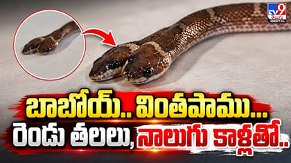 బాబోయ్‌.. వింతపాము...రెండు తలలు, నాలుగు కాళ్లతో