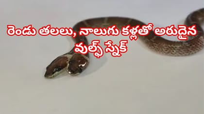 రెండు తలలు, నాలుగు కళ్లతో అరుదైన వుల్ఫ్ స్నేక్ ప్రత్యక్షం!