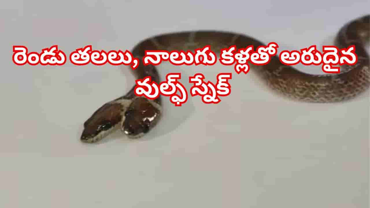 Watch: రెండు తలలు, నాలుగు కళ్లతో అరుదైన వుల్ఫ్ స్నేక్ ప్రత్యక్షం! శాస్త్రవేత్తలు ఏం చెబుతున్నారంటే..