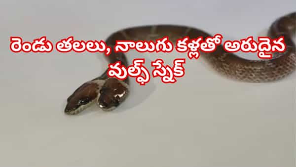Watch: రెండు తలలు, నాలుగు కళ్లతో అరుదైన వుల్ఫ్ స్నేక్ ప్రత్యక్షం! శాస్త్రవేత్తలు ఏం చెబుతున్నారంటే..