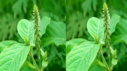 ఒళ్లంతా భరించలేని దురదలా? ఈ ఆకులు రసంతో బై బై