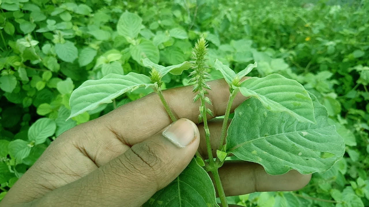 మన చుట్టూరా కనిపించే ఉత్తరేణి మొక్క కేవలం ఒక సాధారణ కలుపు మొక్క కాదు, ఇది అనేక అద్భుతమైన ఔషధ గుణాలను కలిగి ఉన్న ప్రకృతి ప్రసాదిత దివ్యౌషధం. ప్రాచీన ఆయుర్వేదంలో దీనికి విశేష స్థానం ఉంది. పురాణాల ప్రకారం, ఇంద్రుడు నముచి అనే రాక్షసుడిని చంపినప్పుడు, అతని తల అపమార్గం పట్టి ఇంద్రుడిని తరుముకుంటూ వచ్చింది. అప్పుడు ఇంద్రుడు ఒక యాగం చేయగా, నముచికి కనిపించకుండా చేసేందుకు ఉత్తరేణిని వాడారు. వినాయక చవితి పూజలలోనూ ఈ మొక్కను ఉపయోగిస్తారు.