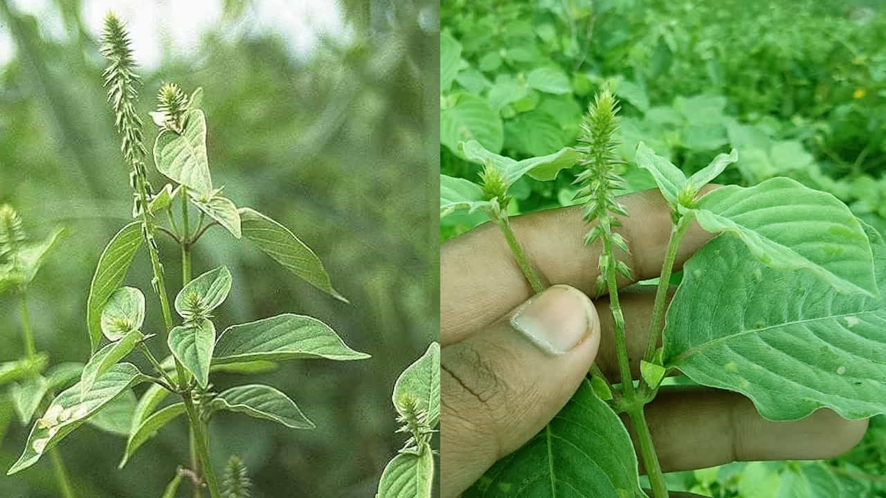 పాము, తేలు, జెర్రి వంటి విషపూరితమైనవి కుట్టినప్పుడు ఉత్తరేణి ఆకులను నూరి ఆ గాయంపై పట్టిస్తే నొప్పి, మంట తగ్గి, విషాన్ని లాగేస్తుంది.కిడ్నీ సమస్యలతో బాధపడేవారు ఉత్తరేణి ఆకులతో తయారుచేసిన కషాయాన్ని తీసుకోవడం వల్ల కిడ్నీలు శుభ్రపడతాయి, మూత్ర విసర్జన సాఫీగా జరుగుతుంది.