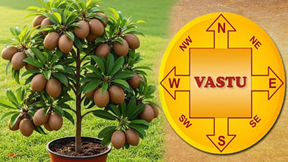 వాస్తు టిప్స్ : ఇంటి ముందు సపోటా చెట్టు ఉండటం మంచిదేనా?
