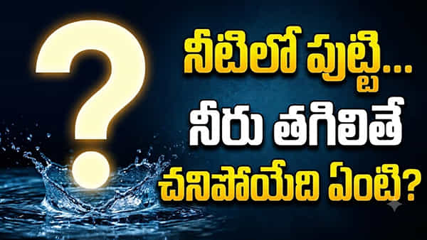 నీటిలో పుట్టి.. నీటిలో పెరిగి.. నీళ్లు తగిలితే చనిపోయేది ఏది..? 99శాతం మంది ఫెయిల్