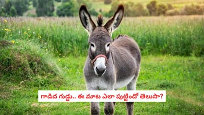 గాడిద గుడ్డు.. ఈ మాట ఎలా పుట్టిందో తెలుసా?